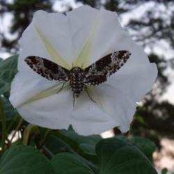 Location: My garden in northeast Texas
Date: 2012-09-11
Nighthawk Moth on Moonflower