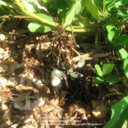 Location: Pinellas Park,FL
Date: 2012-09-03
Peanuts forming on the roots