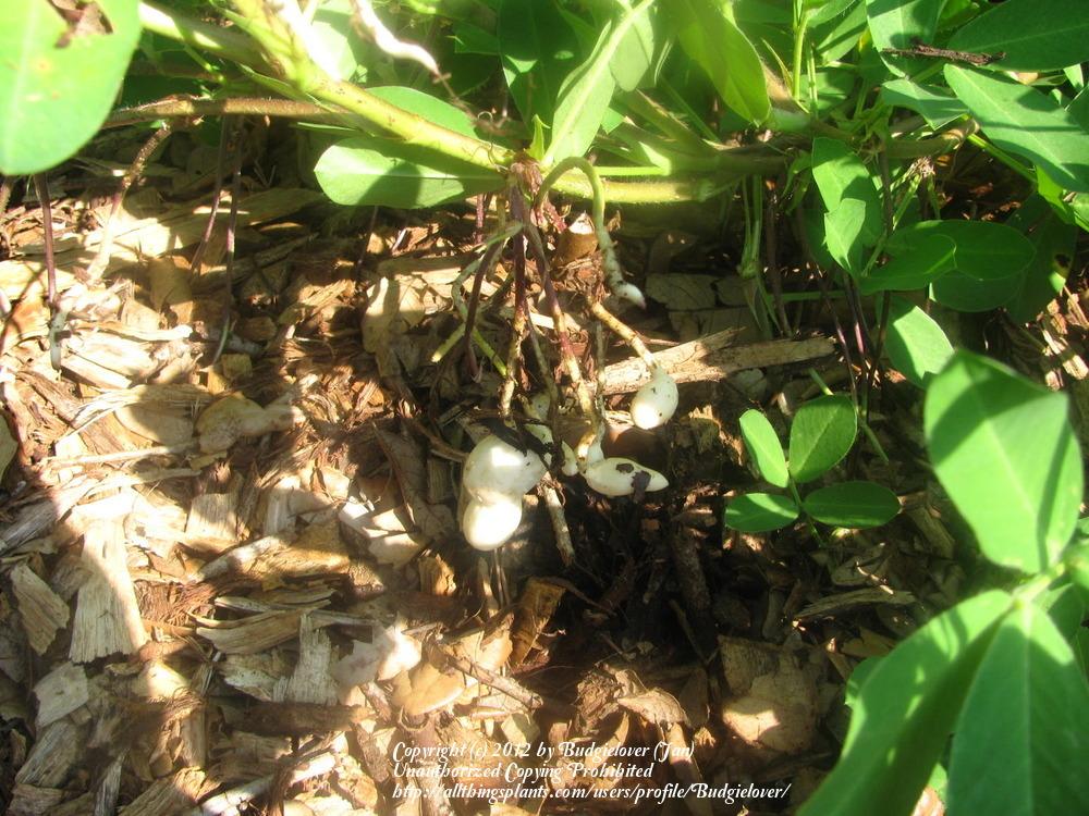 Photo of Peanut (Arachis hypogaea) uploaded by Budgielover