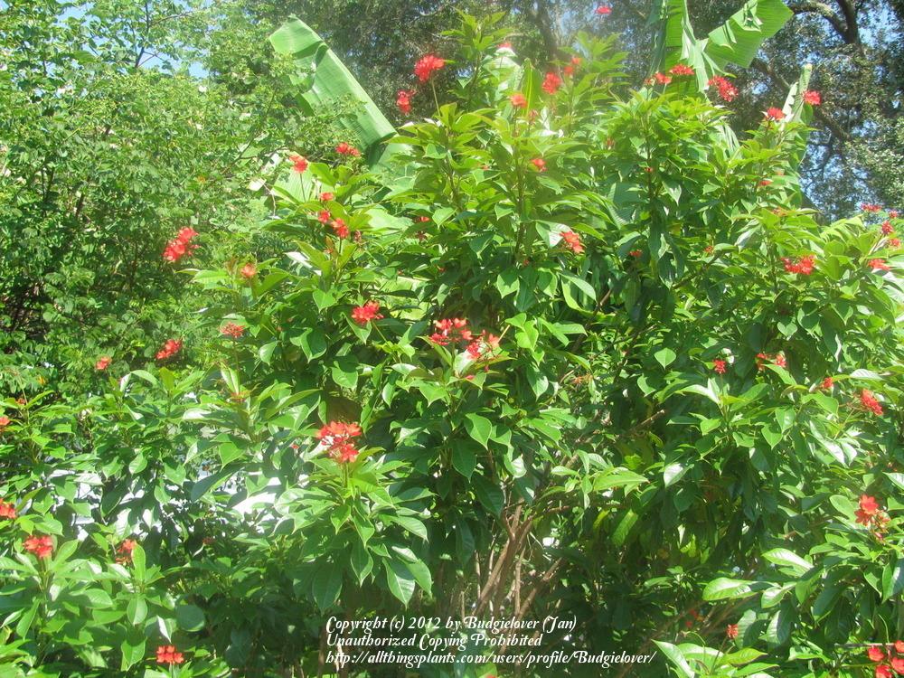 Photo of Spicy Jatropha (Jatropha integerrima) uploaded by Budgielover