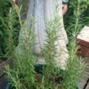 Looking for Magic:  Rosemary