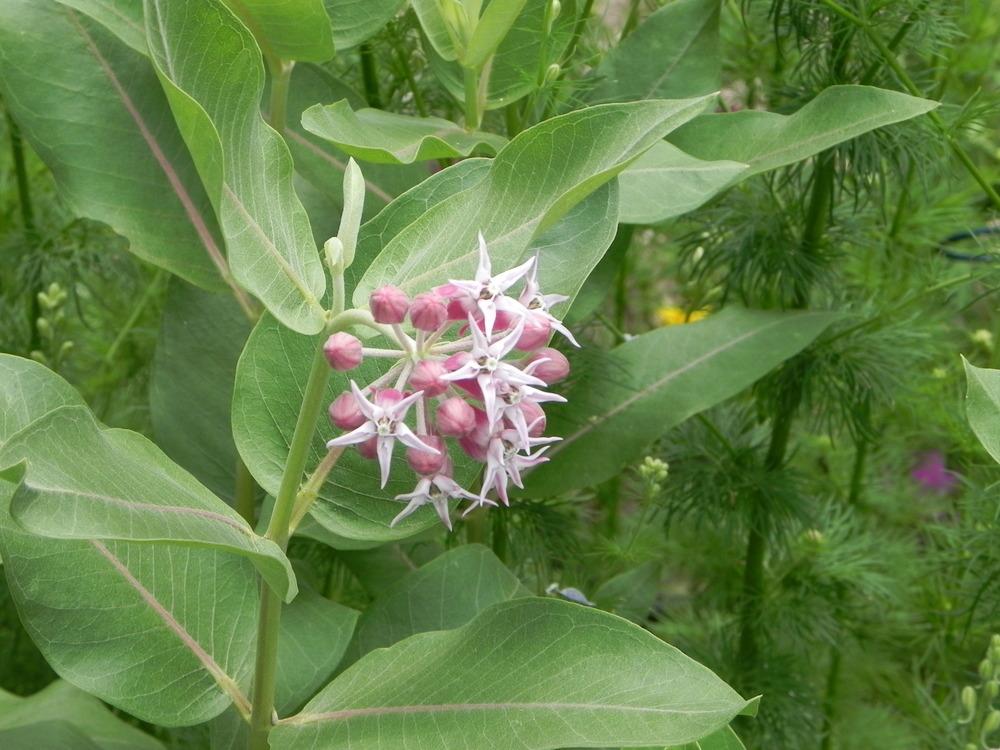 Photo of Showy Milkweed (Asclepias speciosa) uploaded by imabirdnut