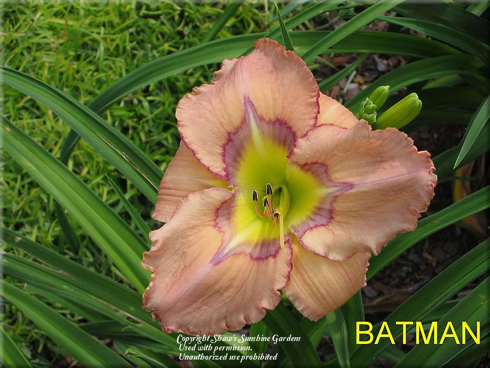 Photo of Daylily (Hemerocallis 'Batman') uploaded by vic