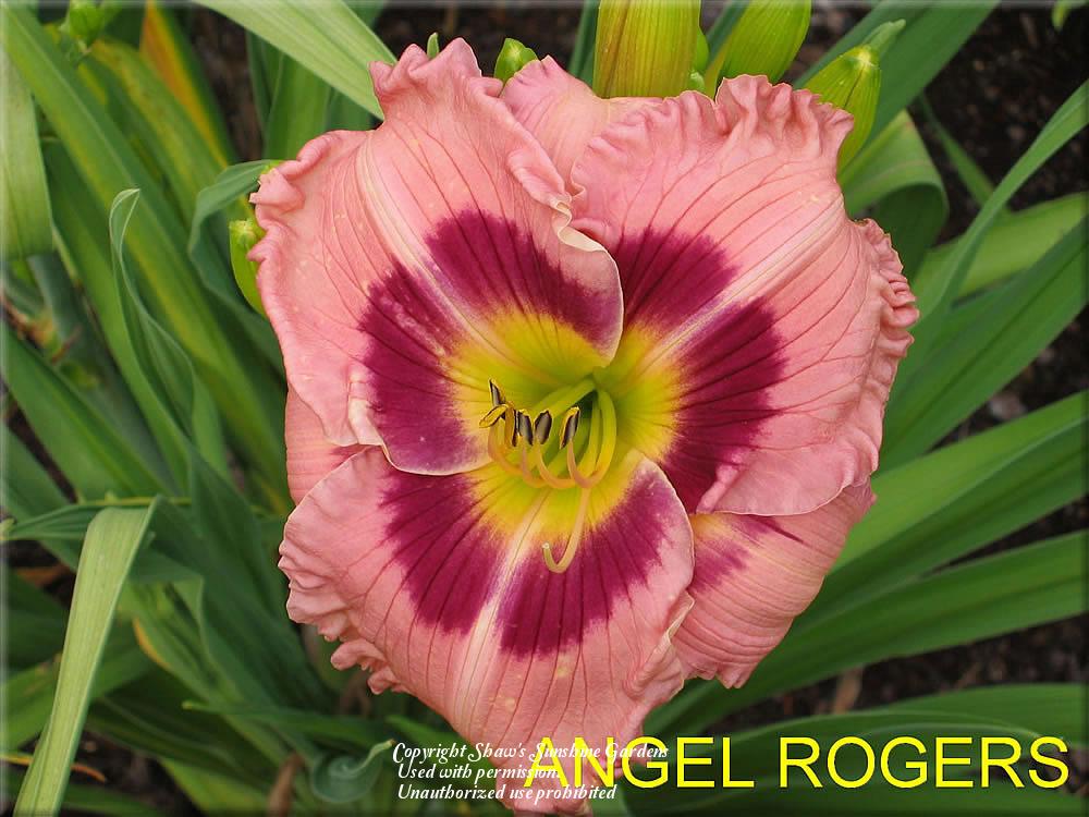 Photo of Daylily (Hemerocallis 'Angel Rodgers') uploaded by vic
