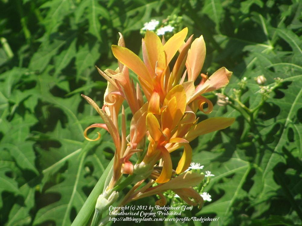 Photo of Canna 'Peach Gigantum' uploaded by Budgielover