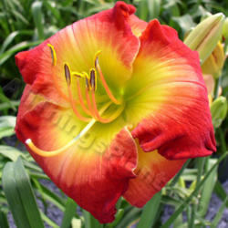 Location: Thoroughbred Daylilies, Greenhouse, Paris KY