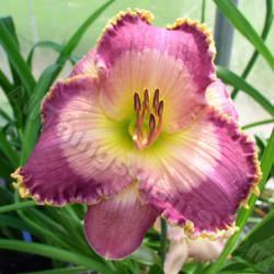 Location: Thoroughbred Daylilies, Greenhouse, Paris KY