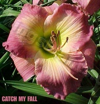 Photo of Daylily (Hemerocallis 'Catch My Fall') uploaded by daylily