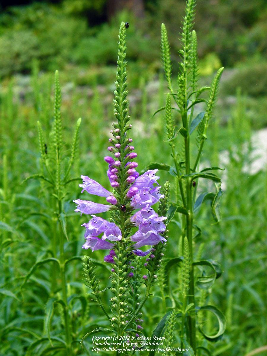 Photo of Obedient Plant (Physostegia virginiana) uploaded by eclayne