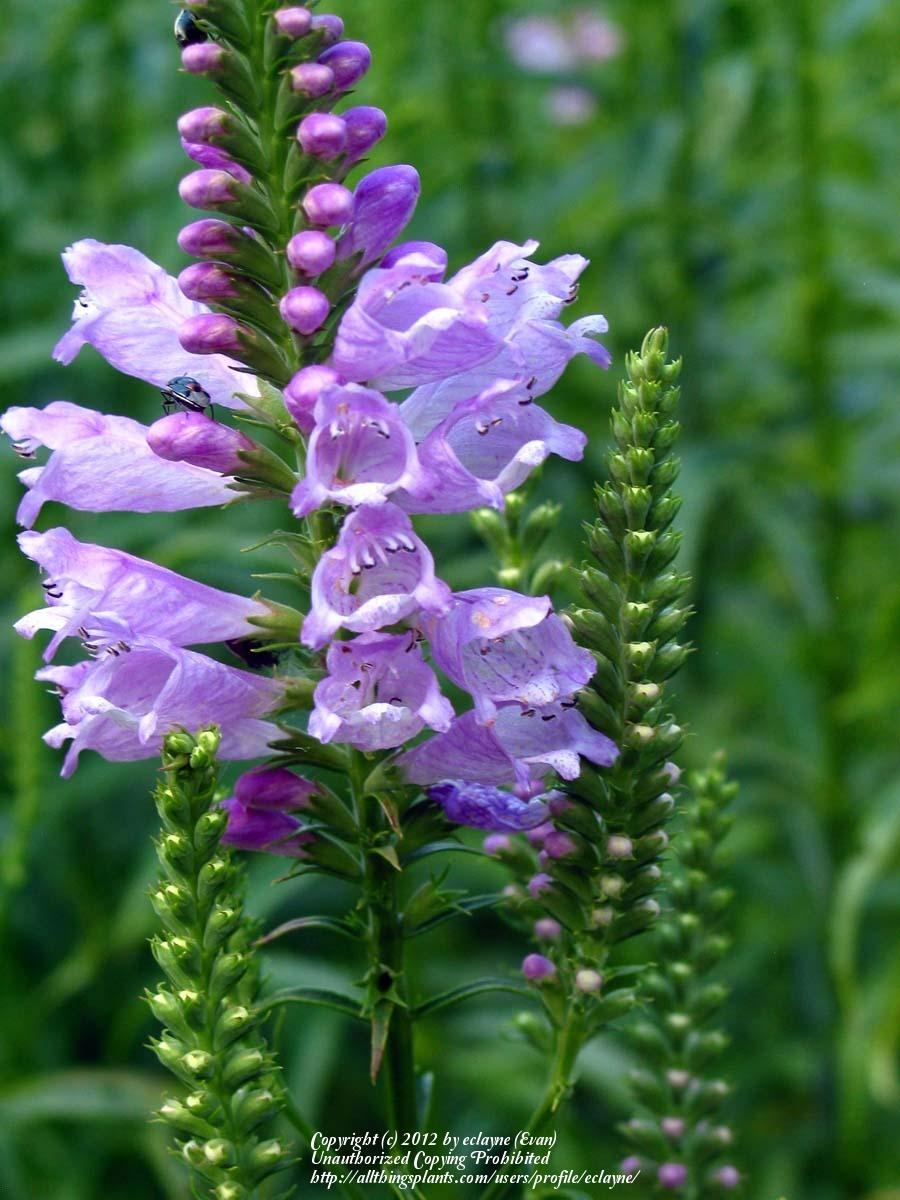 Photo of Obedient Plant (Physostegia virginiana) uploaded by eclayne