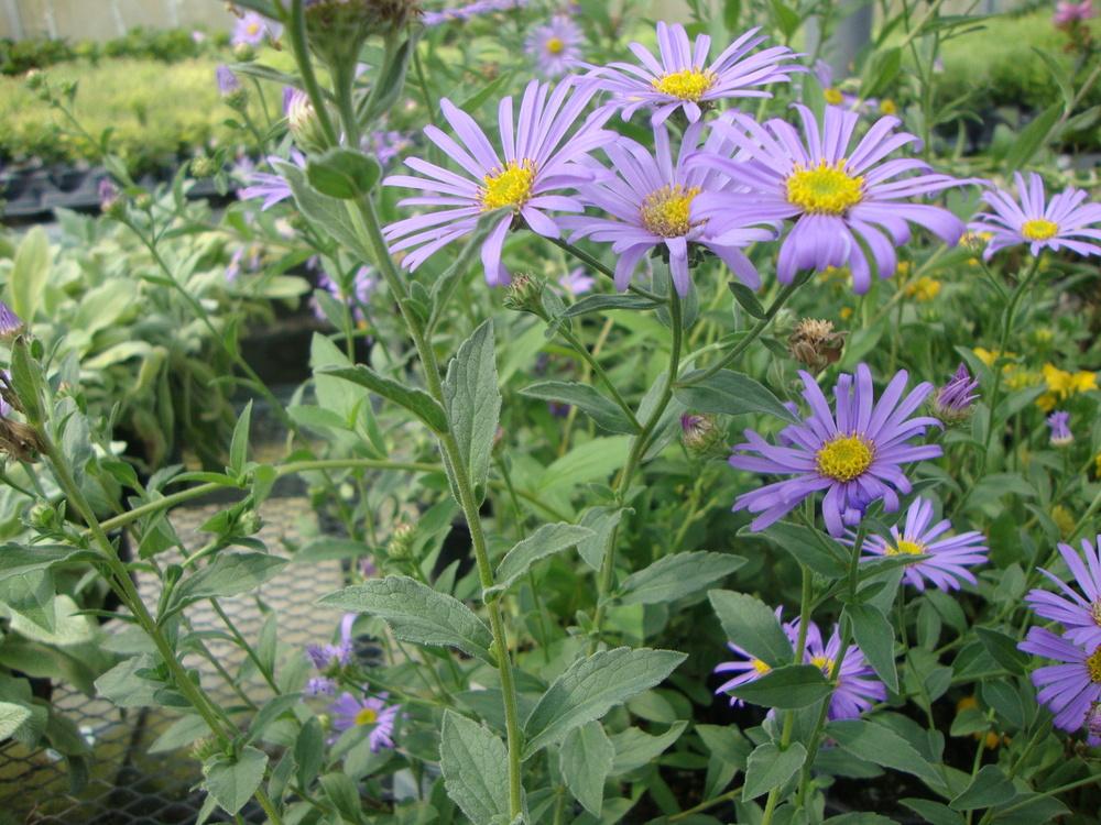 Photo of Aster (Aster x frikartii 'Monch') uploaded by Paul2032