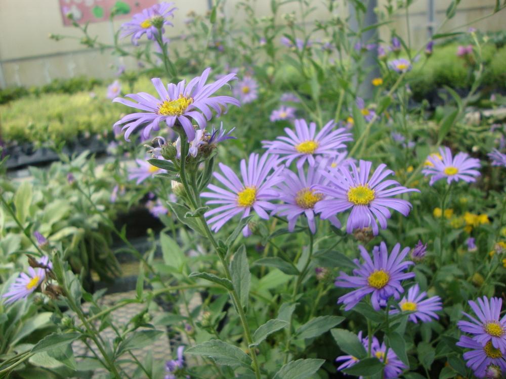 Photo of Aster (Aster x frikartii 'Monch') uploaded by Paul2032
