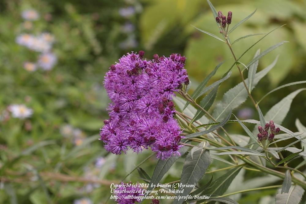 Photo of Smooth Ironweed (Vernonia fasciculata) uploaded by bonitin