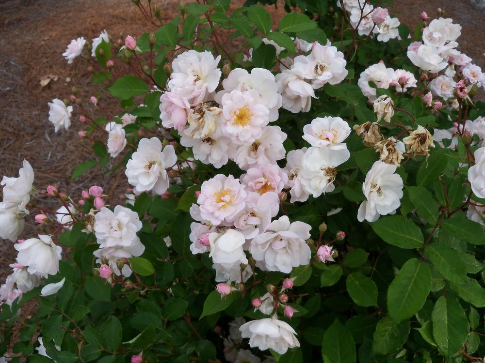 Photo of Rose (Rosa 'Marie Pavie') uploaded by Avedon