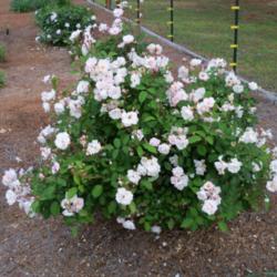 Location: My garden in northeast Texas
Date: 2012 April
A wonderful polyantha rose