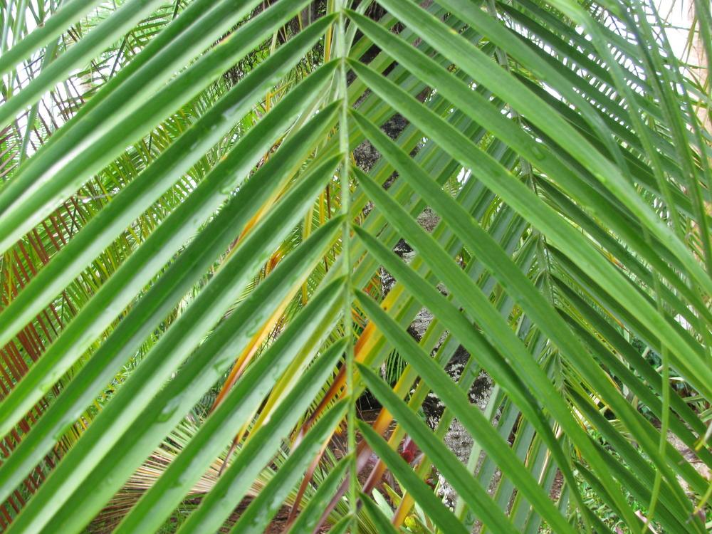 Photo of Pygmy Date Palm (Phoenix roebelenii) uploaded by Dutchlady1