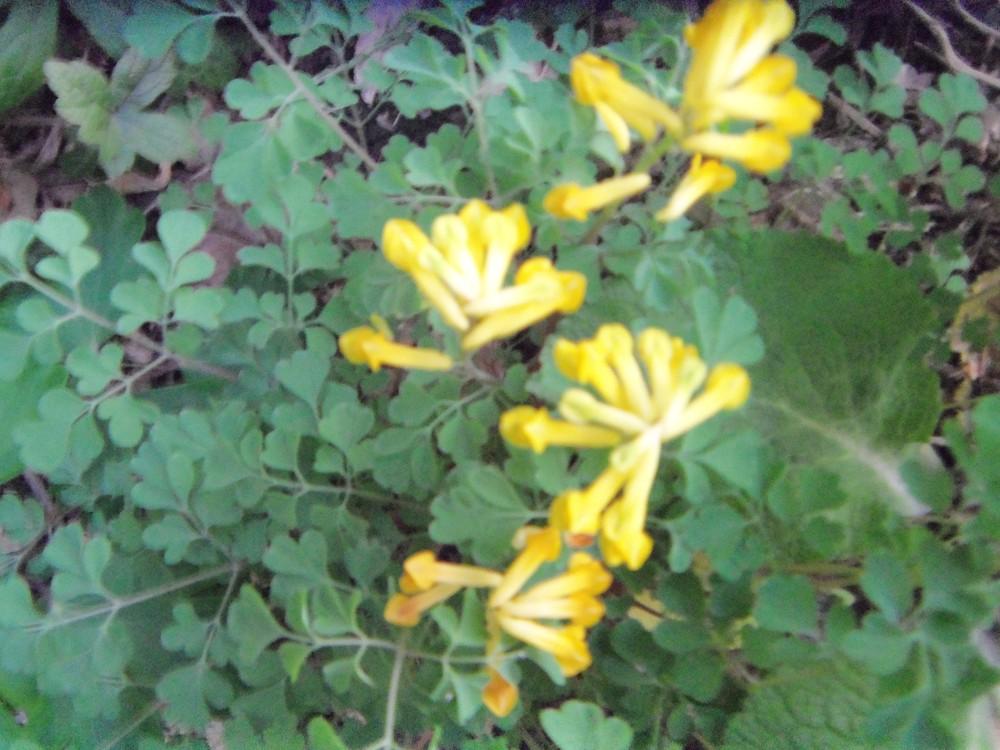 Photo of Yellow Corydalis (Pseudofumaria lutea) uploaded by obliqua
