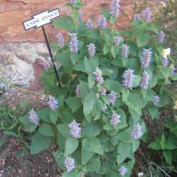 Location: At Manitou Cliff Dwellings, Manitou, Colorado
Date: 2012-08-03
Anise Hyssop in bloom at the cliff dwellings outside of Colorado 