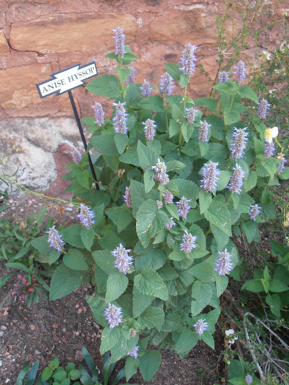 Photo of Anise Hyssop (Agastache foeniculum) uploaded by BookerC1