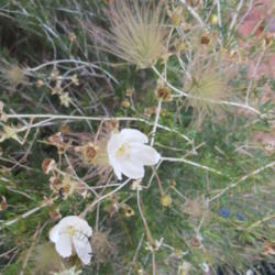 Location: At Manitou Cliff Dwellings, Manitou, Colorado
Date: 2012-08-03
Shows blooms, plumes, and seed heads.