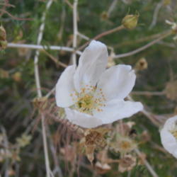 Location: At Manitou Cliff Dwellings, Manitou, Colorado
Date: 2012-08-03
Close-up of bloom