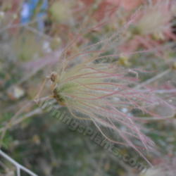 Location: At Manitou Cliff Dwellings, Manitou, Colorado
Date: 2012-08-03
The plume that gives this plant its name