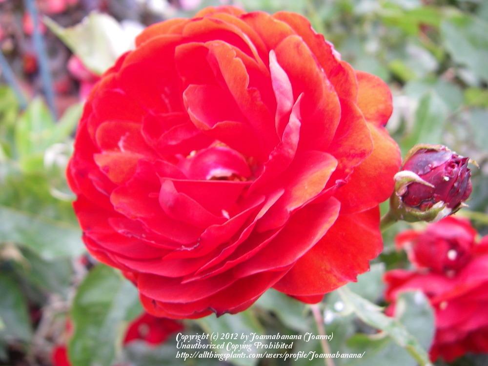 Photo of Rose (Rosa 'Trumpeter') uploaded by Joannabanana