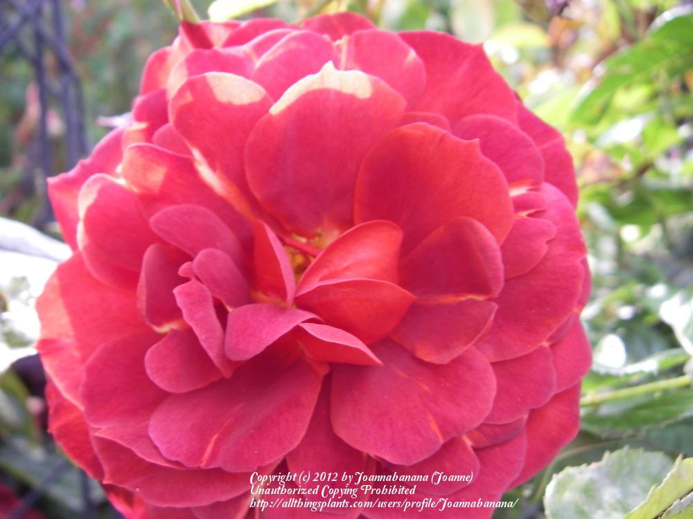 Photo of Rose (Rosa 'Hot Cocoa') uploaded by Joannabanana