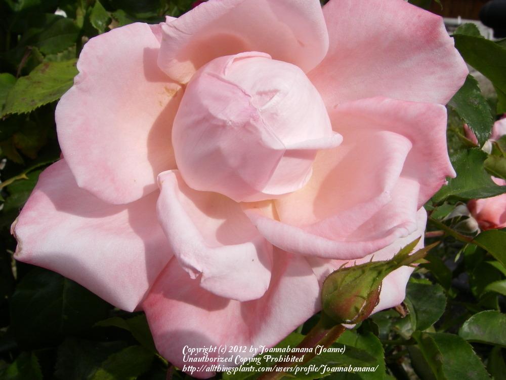 Photo of Rose (Rosa 'New Zealand') uploaded by Joannabanana