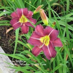
Photo Courtesy of Mystic Meadows Daylily Farm. Used with Permissi