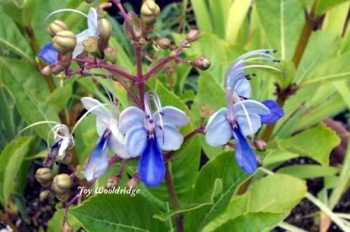 Photo of Blue Glorybower (Rotheca myricoides subsp. myricoides) uploaded by Joy