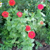 'Scarlet Flame' Red Zinnias
