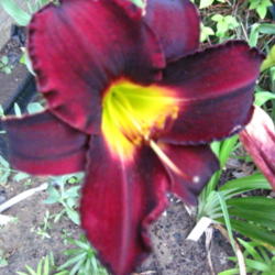 Location: my garden 
Date: 2012-05-12