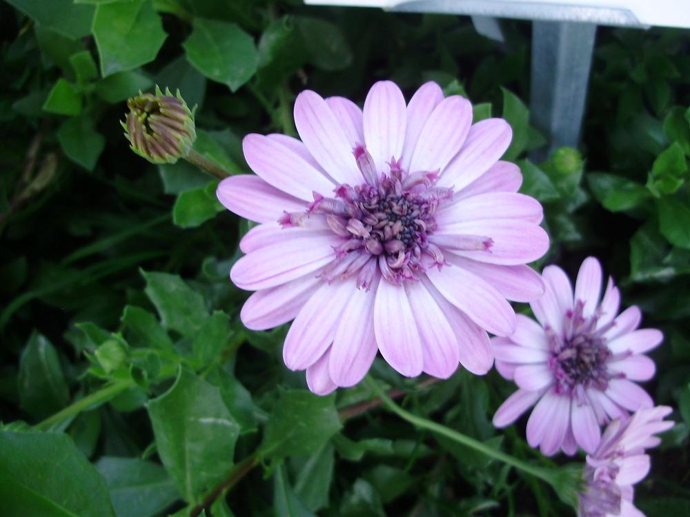 Photo of African Daisy (Osteospermum ecklonis 3D™ Pink) uploaded by CDsSister