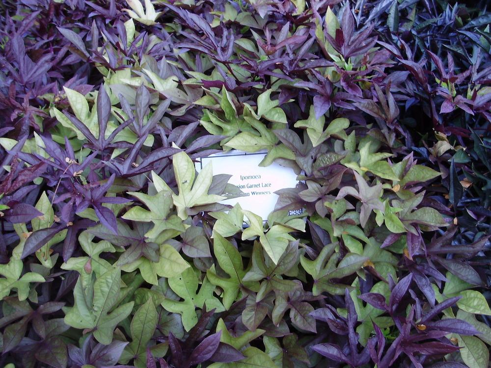 Photo of Sweet Potato Vine (Ipomoea batatas Illusion®  Garnet Lace) uploaded by CDsSister