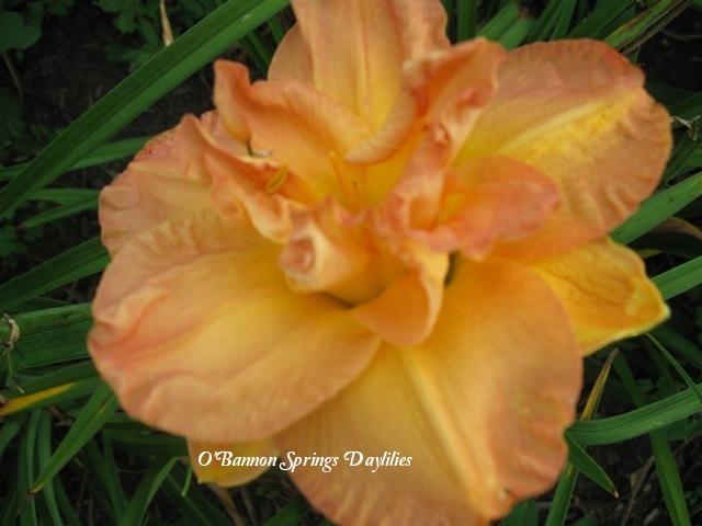 Photo of Daylily (Hemerocallis 'Frances Joiner') uploaded by Joy