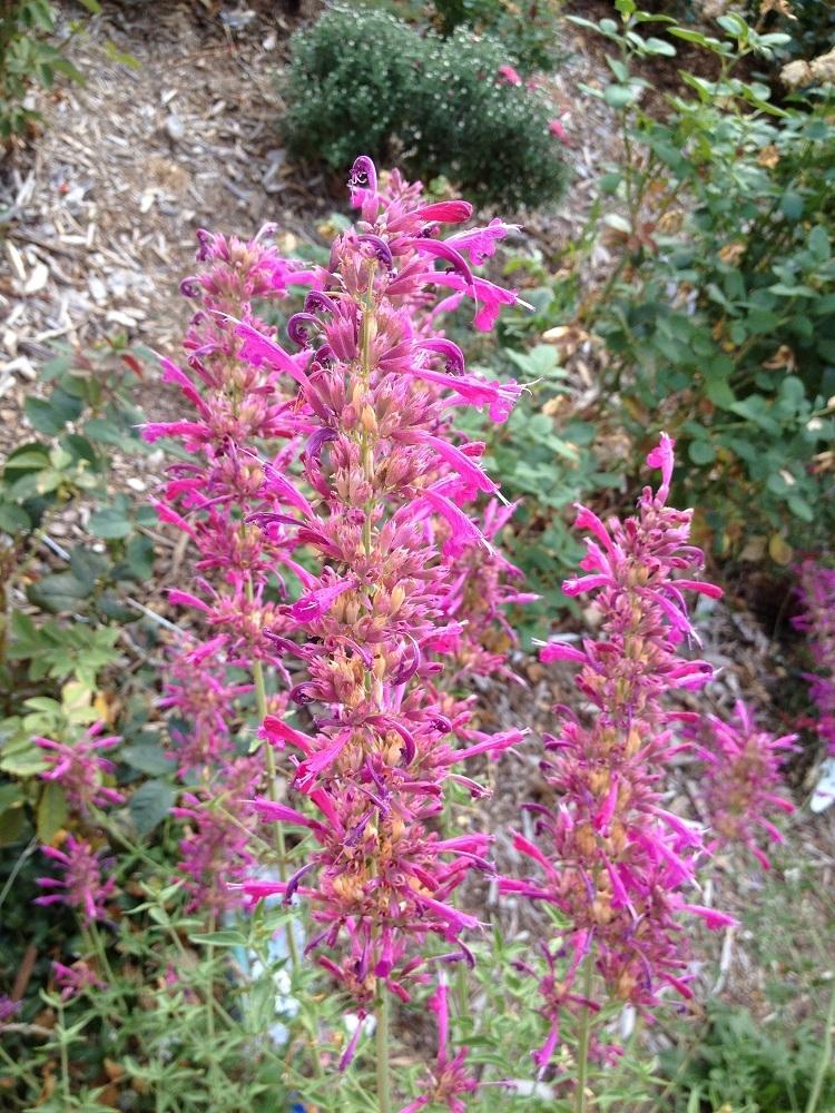 Photo of Giant Hyssop (Agastache cana Sonoran Sunset­®) uploaded by Skiekitty