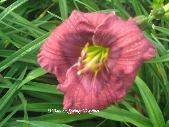 Photo of Daylily (Hemerocallis 'Siloam Fine Art') uploaded by Joy