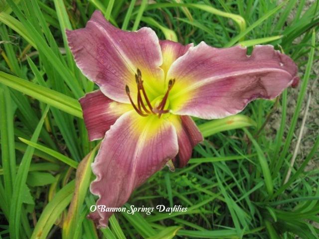 Photo of Daylily (Hemerocallis 'Royal Kaleidoscope') uploaded by Joy