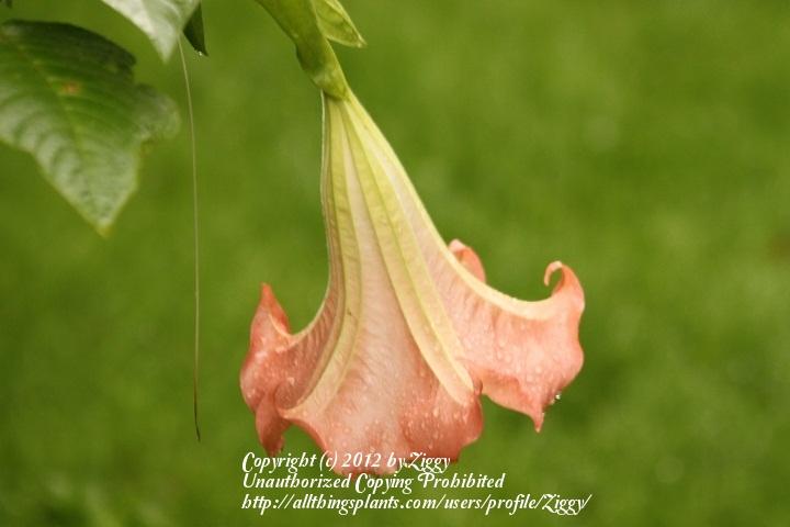 Photo of Angel's Trumpet (Brugmansia 'Frosty Pink') uploaded by Ziggy