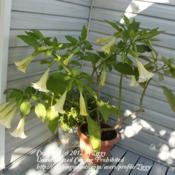 White Brugmansia -- very good performer. It made two flushes of b