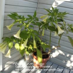 Location: Grand-Falls, N.B. Canada
Date: 2012-09-11
White Brugmansia -- very good performer. It made two flushes of b