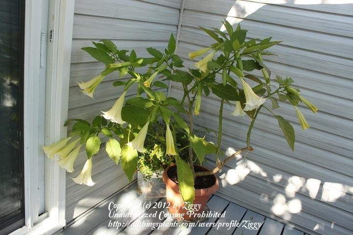 Photo of Angel's Trumpets (Brugmansia) uploaded by Ziggy