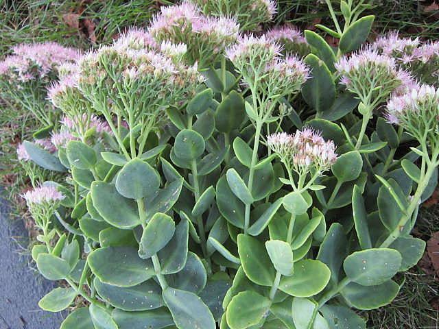 Photo of Stonecrop (Hylotelephium spectabile 'Crystal Pink') uploaded by ge1836