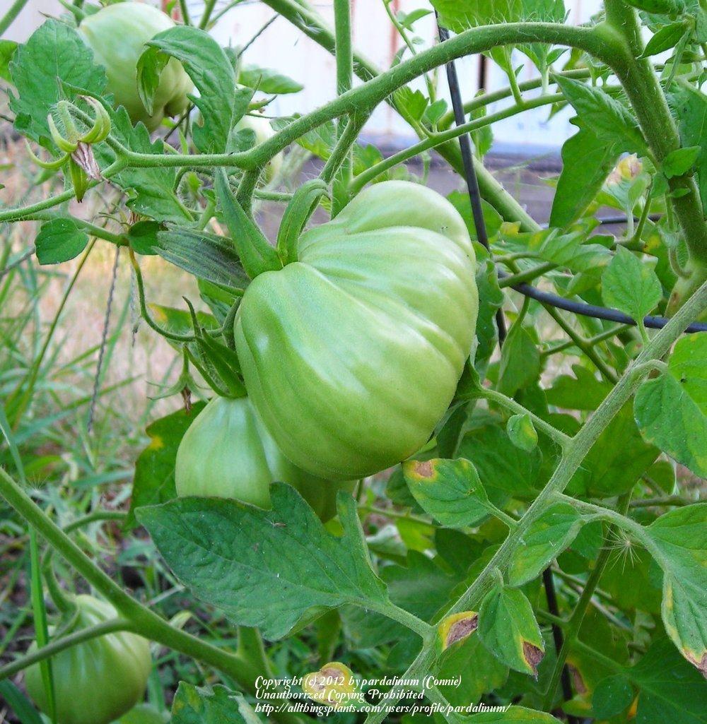 Photo of Tomato (Solanum lycopersicum 'Cuor di Bue') uploaded by pardalinum