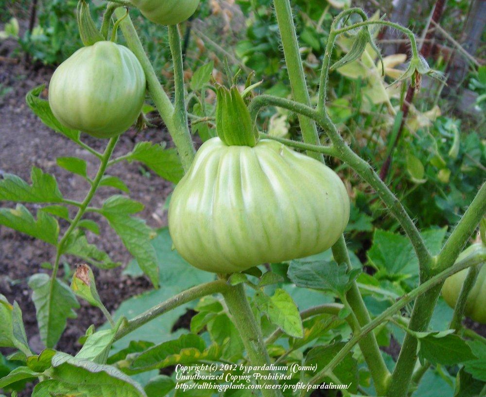 Photo of Tomato (Solanum lycopersicum 'Cuor di Bue') uploaded by pardalinum