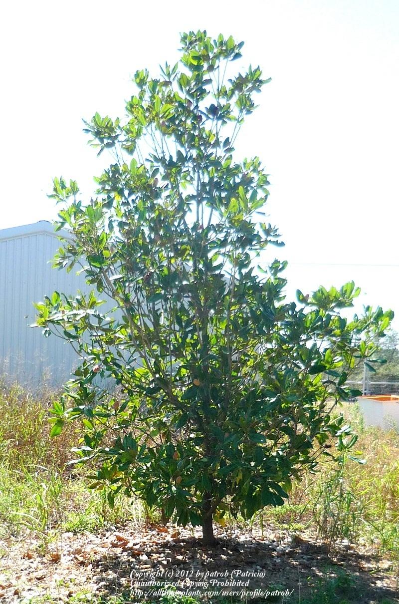 Photo of Southern Magnolia (Magnolia grandiflora) uploaded by patrob