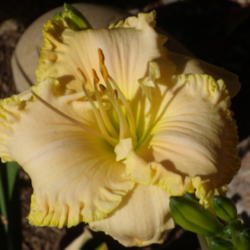 Location: My garden in Bakersfield, CA
Date: 2011-06-22 