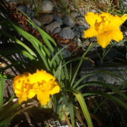 Location: My garden in Bakersfield, CA
Date: 2011-06-24 