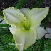 Photo Courtesy of Daylilies by the Lake. Used with Perm